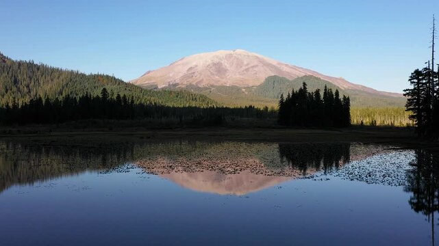 4K aerial drone footage above Goat Marsh Lake wetlands, Washington, USA, with water lilies, evergreen forest and snow-free Mt. St. Helens reflected in calm water during early fall