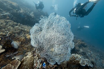 Scuba divers exploring a tropical coral reef © JongHyeon