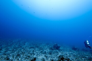 Scuba diver over a coral reef in blue water © JongHyeon