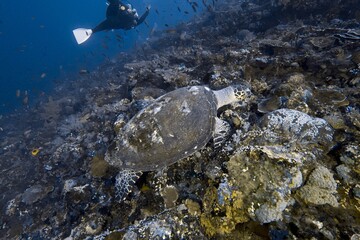 Sea turtle on a tropical reef © JongHyeon
