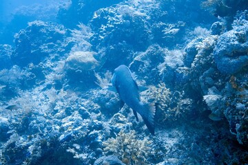 Reef fish over a tropical coral reef © JongHyeon
