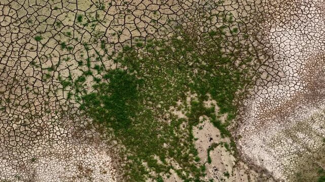 Drone descends over cracked dry mudflat texture inside Hambach mine revealing patches green vegetation growing through soil cracks