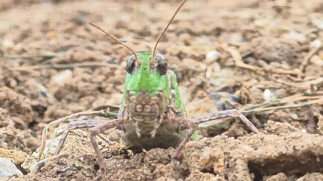 Front View Close-Up of Rice Grasshopper Resting on the Ground .4k.HD#003

