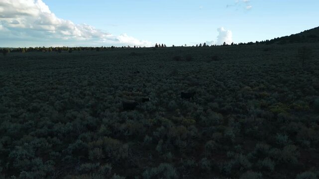 Low Aerial Orbit of Cows Grazing in Green Mountain Pasture Utah