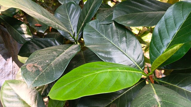 Leaves of the cempedak tree (Artocarpus integer) in the garden.
