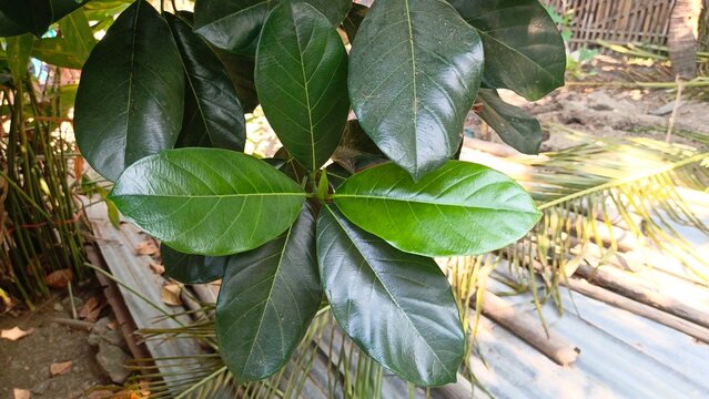 Leaves of the cempedak tree (Artocarpus integer) in the garden.