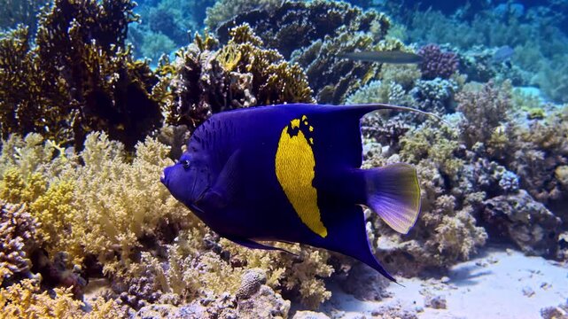 Colorful marine life with a yellowbar angelfish swimming slowly over a pristine coral reef