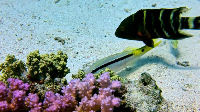 Red Sea goatfish and wrasses forage for food in white sand beside pink and green corals on peaceful seabed at Jackson Reef Red Sea Sharm El Sheikh Egypt