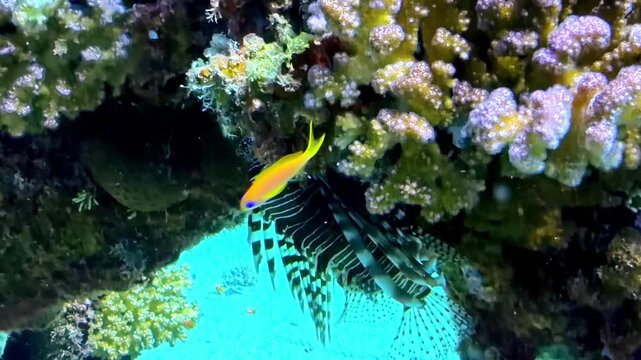 Striped lionfish with venomous spines hovers in coral reef crevice while small orange anthias swims past above at Jackson Reef Red Sea Sharm El Sheikh Egypt