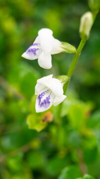 These flowers are known as Asystasia gangetica subsp. micrantha. They are most commonly referred to by several everyday names: Chinese violet, Creeping foxglove, Coromandel, Ganges primrose.