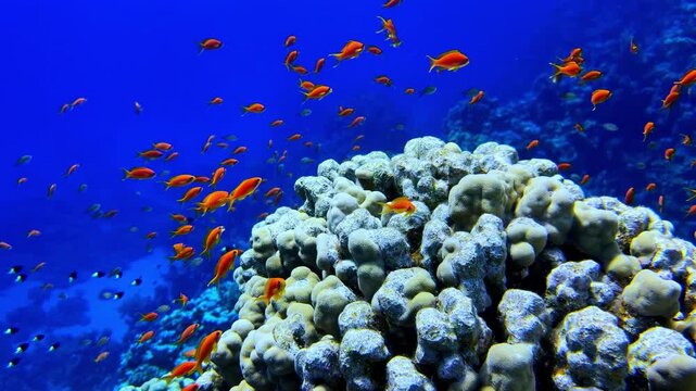 Anthias Swimming Around Giant Porites Lobe Coral at Jackson Reef Red Sea Sharm El Sheikh Egypt