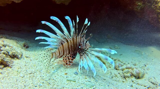 Close-up of devil firefish lionfish with striped body and fully spread fan-like venomous fins hovering over sandy seabed under reef overhang at Jackson Reef Red Sea Egypt