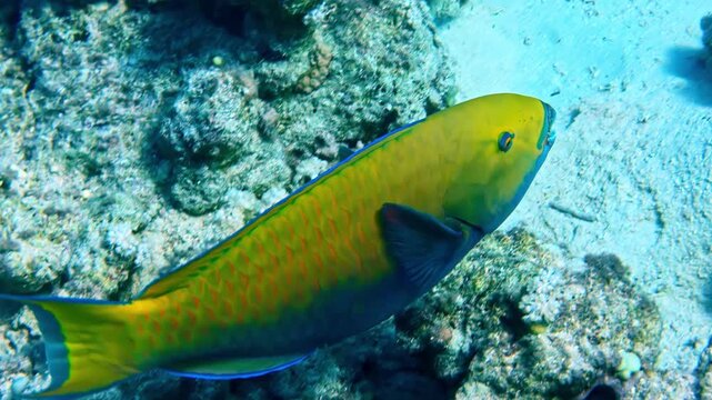 Green and yellow parrotfish with orange-edged scales and beak-like mouth swims slowly past hard corals on reef at Jackson Reef Red Sea Sharm El Sheikh Egypt