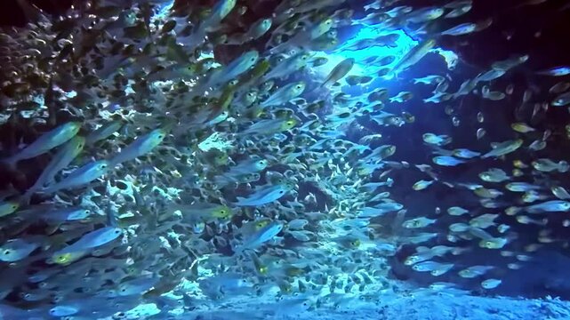 Dense school of pygmy sweeper glassfish Parapriacanthus ransonneti swirls inside dark underwater cave lit by blue light at Jackson Reef Red Sea Sharm El Sheikh Egypt