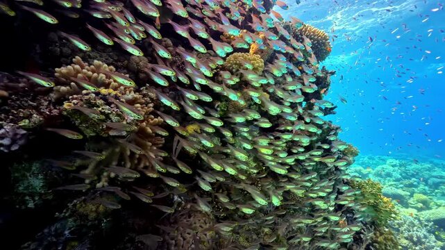 Huge school of golden sweeper glassfish shimmers along steep coral reef wall as scuba diver watches in clear blue water at Jackson Reef Red Sea Sharm El Sheikh Egypt