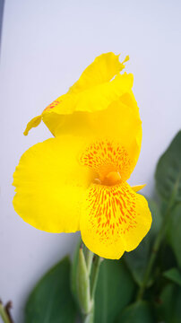 Based on its vibrant buttery yellow petals heavily speckled with fiery orange or red spots, it is highly characteristic of the popular vintage cultivar known as 'Yellow King Humbert'.