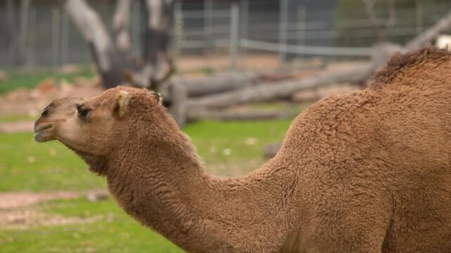 Dromedary Camel Chewing Food in Zoo Enclosure