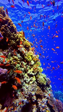 Orange lyretail anthias Pseudanthias squamipinnis swim over shallow coral reef below rippling sunlit water surface in Red Sea near Sharm El Sheikh Egypt