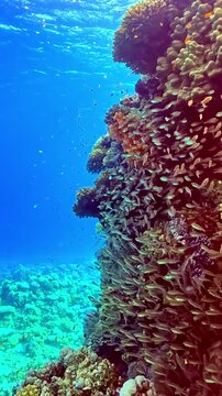 Colorful underwater world with a large school of fish swimming near a coral reef in Egypt