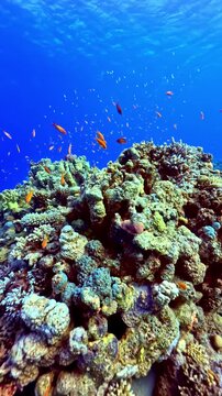 Forward push in toward shallow coral head as orange lyretail anthias Pseudanthias squamipinnis swim below sunlit water surface in Red Sea near Sharm El Sheikh Egypt