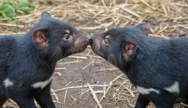 Tasmanian Devils