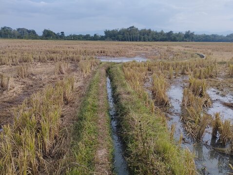 Harvested Rice Paddy Field with Stubble and Water in Irrigation Ditch After Harvest Season