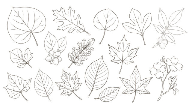 A collection of botanical line art features detailed outlines of various tree leaves, branches, and flowers on a white background for design projects