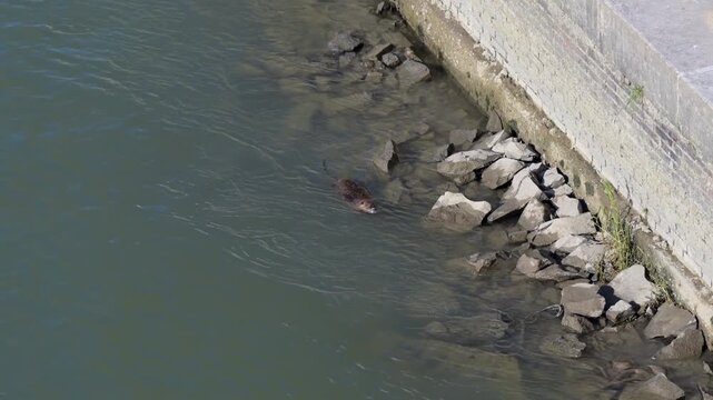 High angle view shows wild nutria moving through shallow water beside rocky canal edge, stone wall and scattered rocks creating natural wildlife scene in Venice Italy