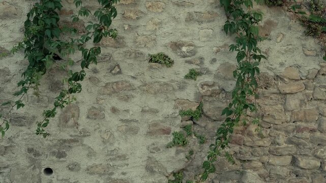Close up view of rustic weathered stone wall covered with vibrant green climbing vines and plants, adding natural texture to historic architecture in Lake Como Italy