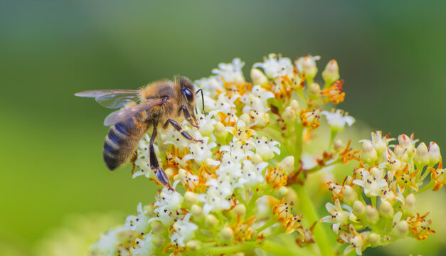 Honey Bee