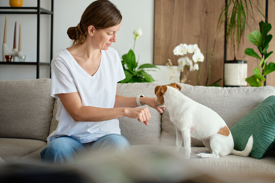 Woman playing treat guessing game with Jack Russell terrier dog at home