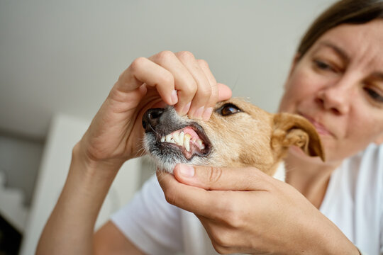Woman checking dog teeth at home