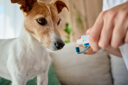 Dog watching owner put toothpaste on toothbrush