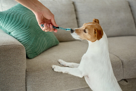 Small dog sniffing toothbrush before teeth cleaning