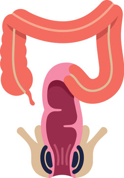 Detailed anatomical illustration of the large intestine, colon, cecum, appendix, sigmoid colon, rectum, and anal canal for digestive health and medical education materials