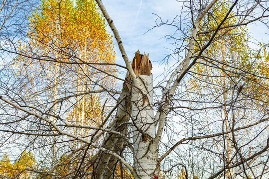 Broken birch tree with splintered trunk among autumn branches. Hurricane aftermath and storm damage. Tree loss, property damage and accident insurance claims. Natural disaster risk
