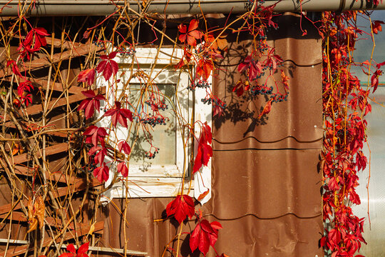 Red Virginia creeper vines and dark berries surround a window on a building wall. Autumn foliage and seasonal plant color. Climbing vine, ornamental plant and fall garden