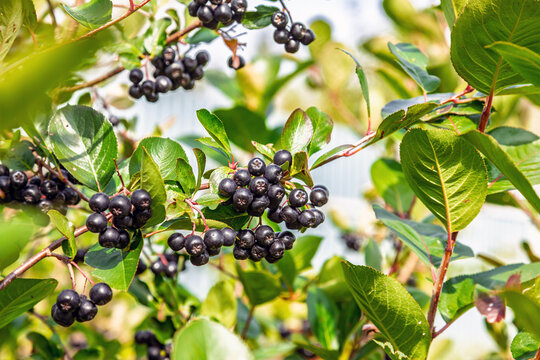 Black chokeberry berries on leafy branches beside. Aronia autumn harvest and medicinal berry plant. Edible fruit and antioxidant nutrition. Seasonal botanical background