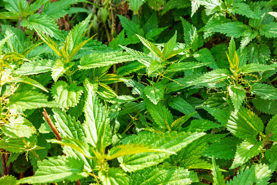Stinging nettle plants with serrated leaves and flower clusters in dense growth. Medicinal herb and stinging weed. Herbal remedy and traditional medicine. Wild plant and garden weed