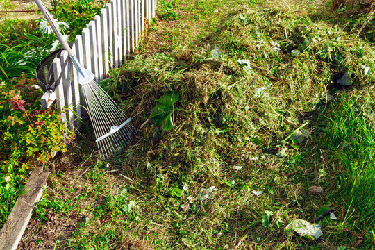 Pile of mown grass beside a fan rake in a garden. Garden cleanup and lawn maintenance after mowing. Raking cuttings for compost and green waste recycling. Seasonal yard work