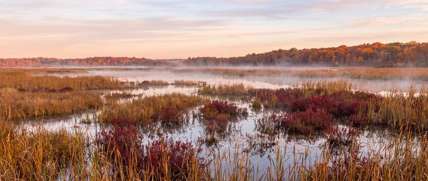 Marsh landscape showcasing autumn foliage colorful vegetation and misty water surface on transparent background