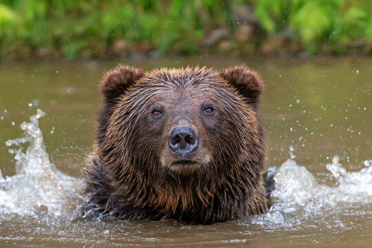 Brown bear shaking off water after swimming in a river, droplets splashing around its head, with lush green foliage in the background