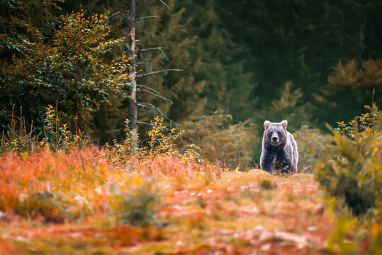 Brown bear in autumn forest