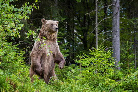 Brown bear standing upright among lush green foliage in a forested area, showcasing its powerful physique and natural habitat