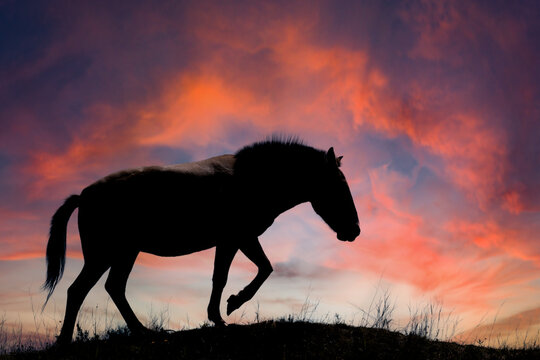 Horse walking on a hill during a colorful sunset in the evening sky