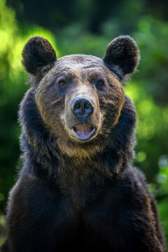 Brown bear with open mouth and visible teeth, standing in a natural green environment with blurred foliage in the background