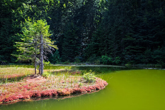 Green water reflects trees in a quiet spot near a forest