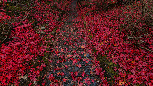 鮮やかな赤い紅葉が地面を覆う秋の森