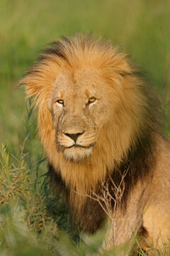 Portrait of a big male African lion (Panthera leo), Madikwe game reserve, South Africa