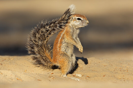 An alert Cape ground squirrel (Geosciurus inaurus), Kalahari desert, South Africa